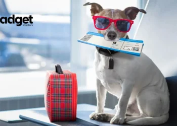 American Airlines Welcomes Furry Friends A Fresh Take on Flying with Pets