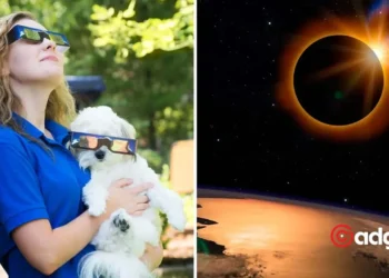 How Your Pets Really Feel About the Solar Eclipse: Unexpected Animal Behaviors Uncovered