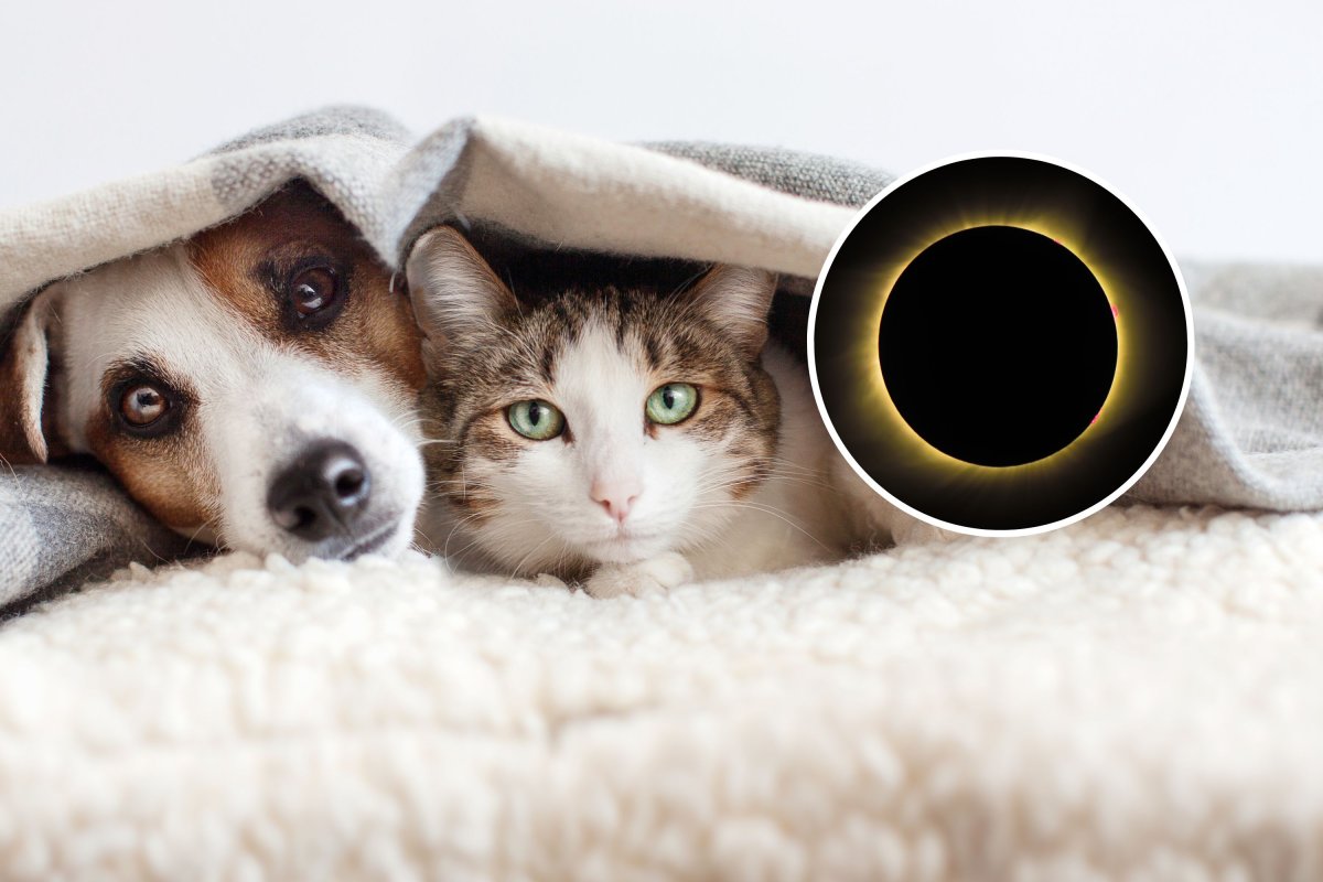 How Your Pets Really Feel About the Solar Eclipse: Unexpected Animal Behaviors Uncovered