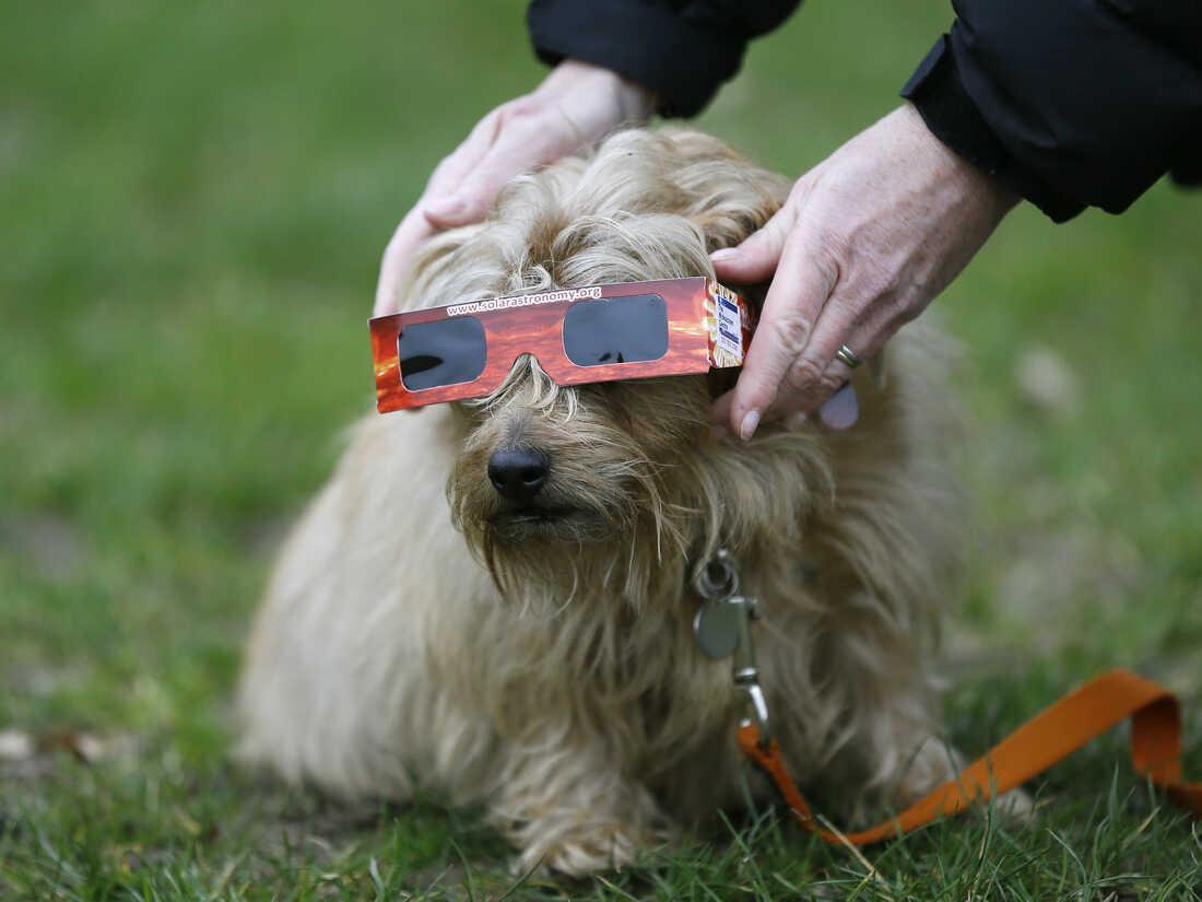 How Your Pets Really Feel About the Solar Eclipse?