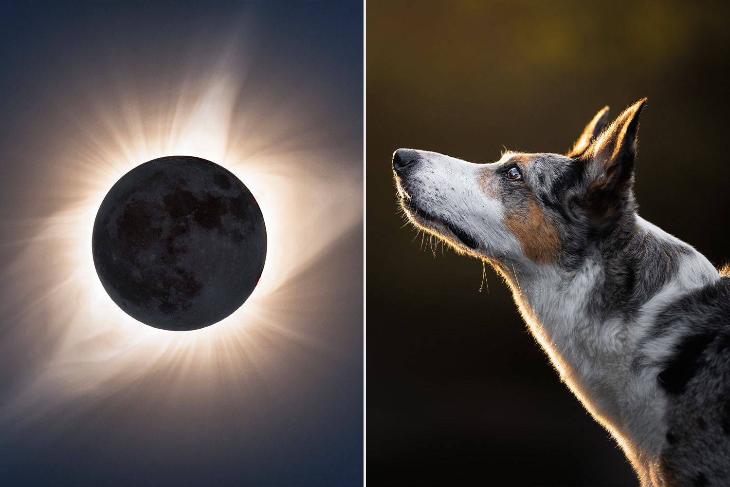 How Your Pets Really Feel About the Solar Eclipse: Unexpected Animal Behaviors Uncovered