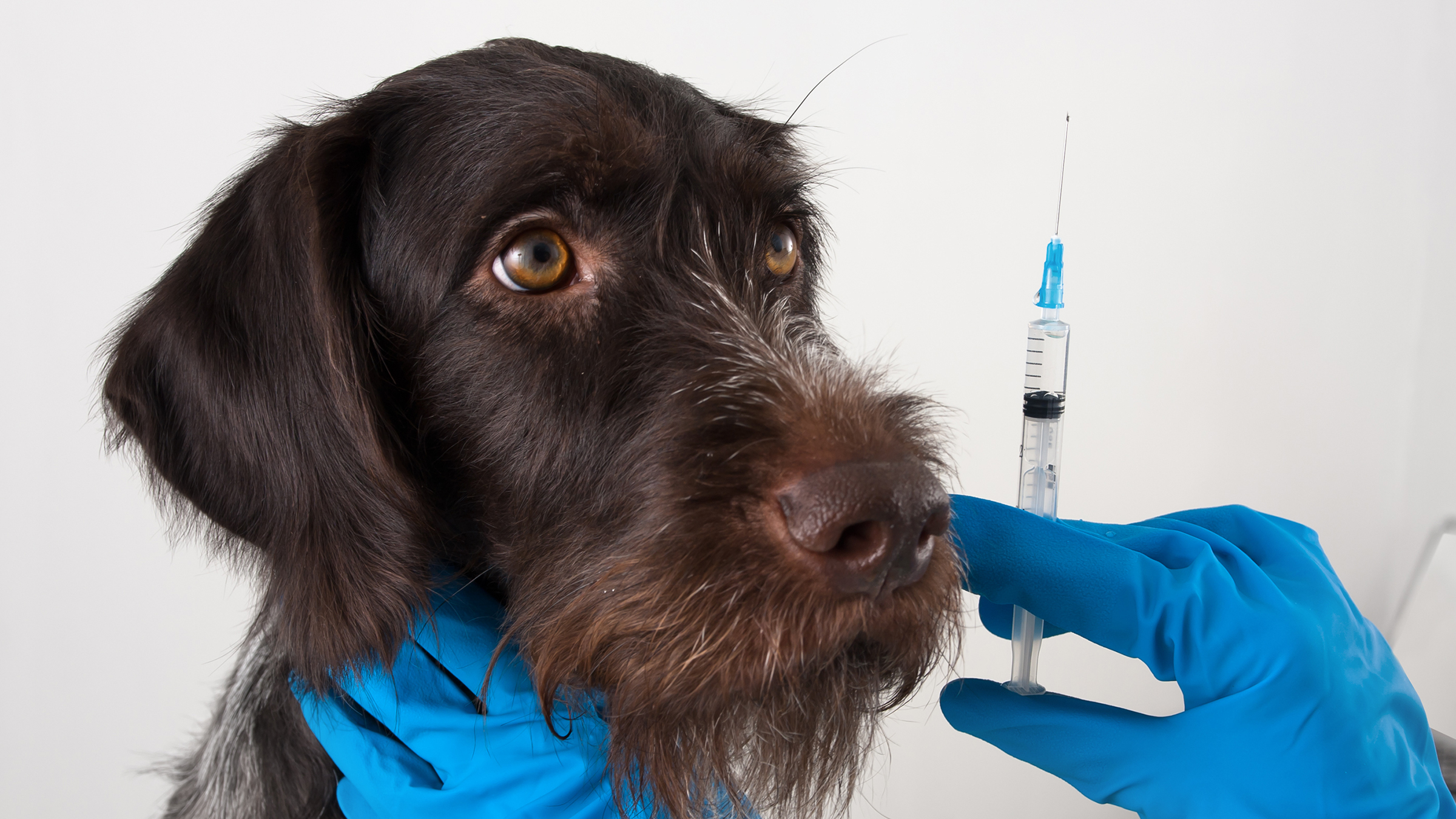 US Dog Owners Alerted About Potentially Lethal Bacterial Disease Leptospirosis