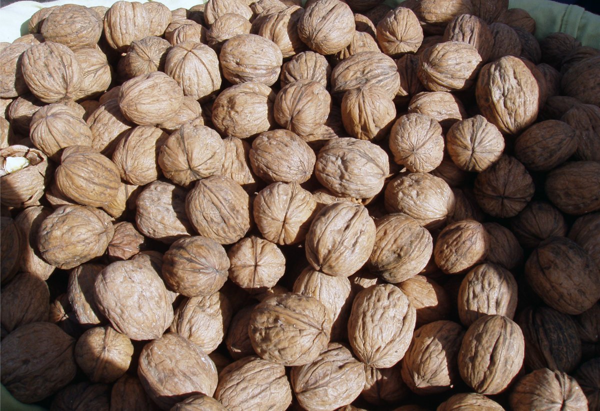 Breaking News Nationwide Walnut Recall Due to E. Coli Risk - What You Need to Know