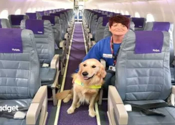 Flying High: Bark Air Launches Exclusive Airline Service for Dogs, Turning First Flights into Pet Adventures