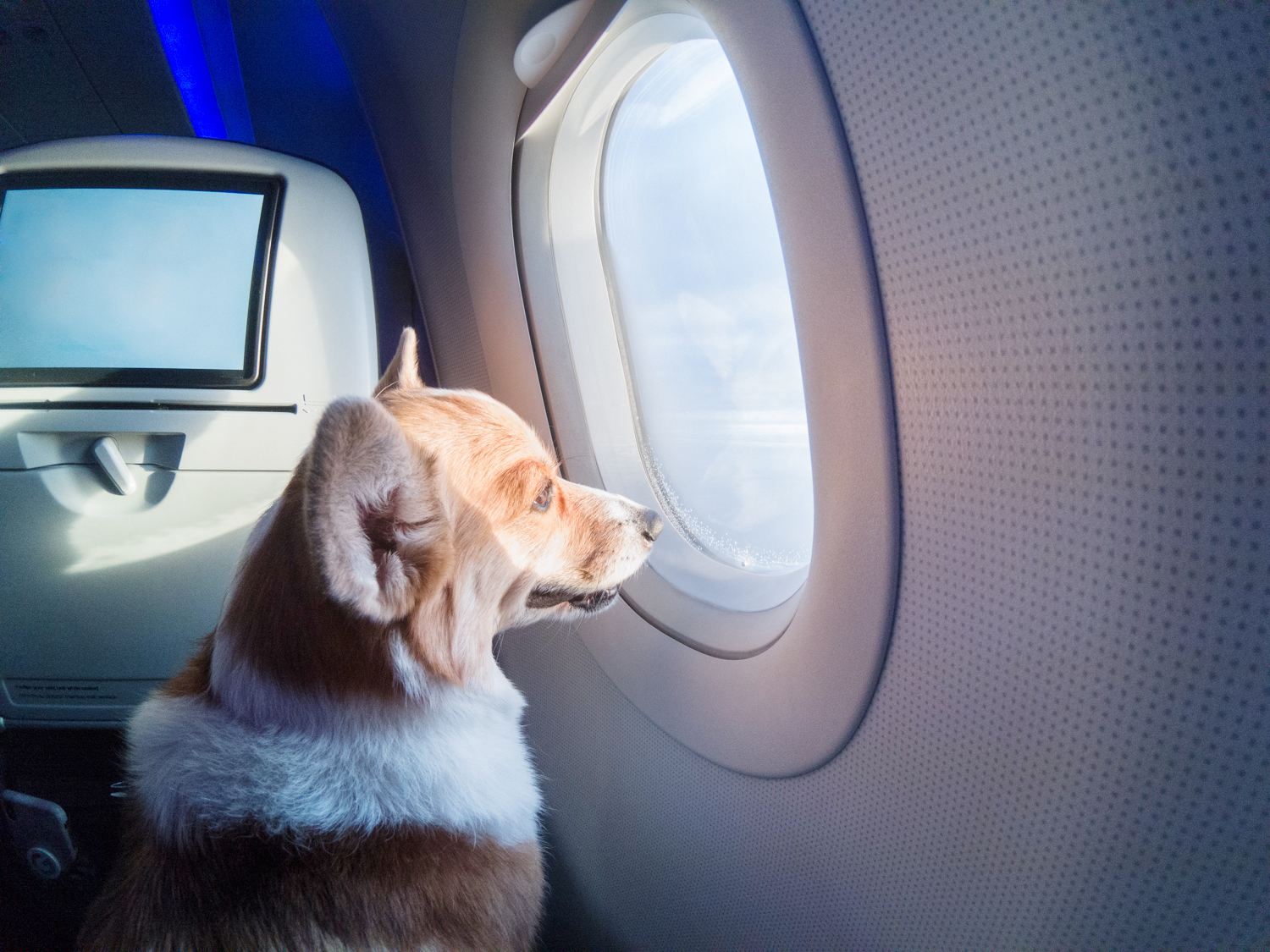 Bark Air Launches Exclusive Airline Service for Dogs, Turning First Flights Into Pet Adventures