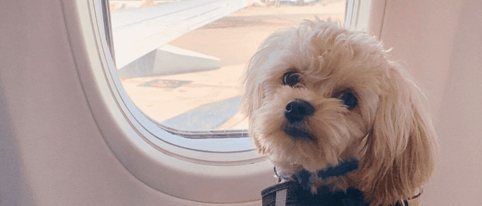 Bark Air Launches Exclusive Airline Service for Dogs, Turning First ...