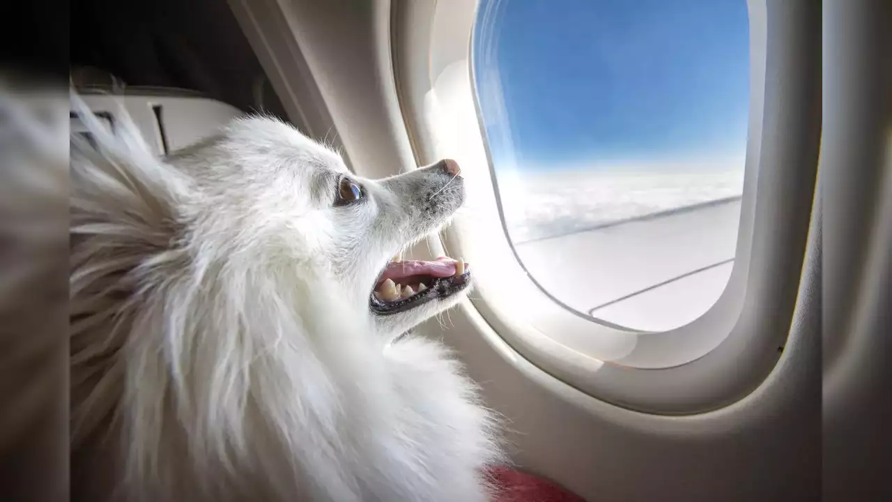 Flying High: Bark Air Launches Exclusive Airline Service for Dogs, Turning First Flights into Pet Adventures