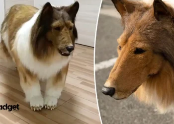 From Cosplay to Canine: The Remarkable Tale of Toco, the Human Collie