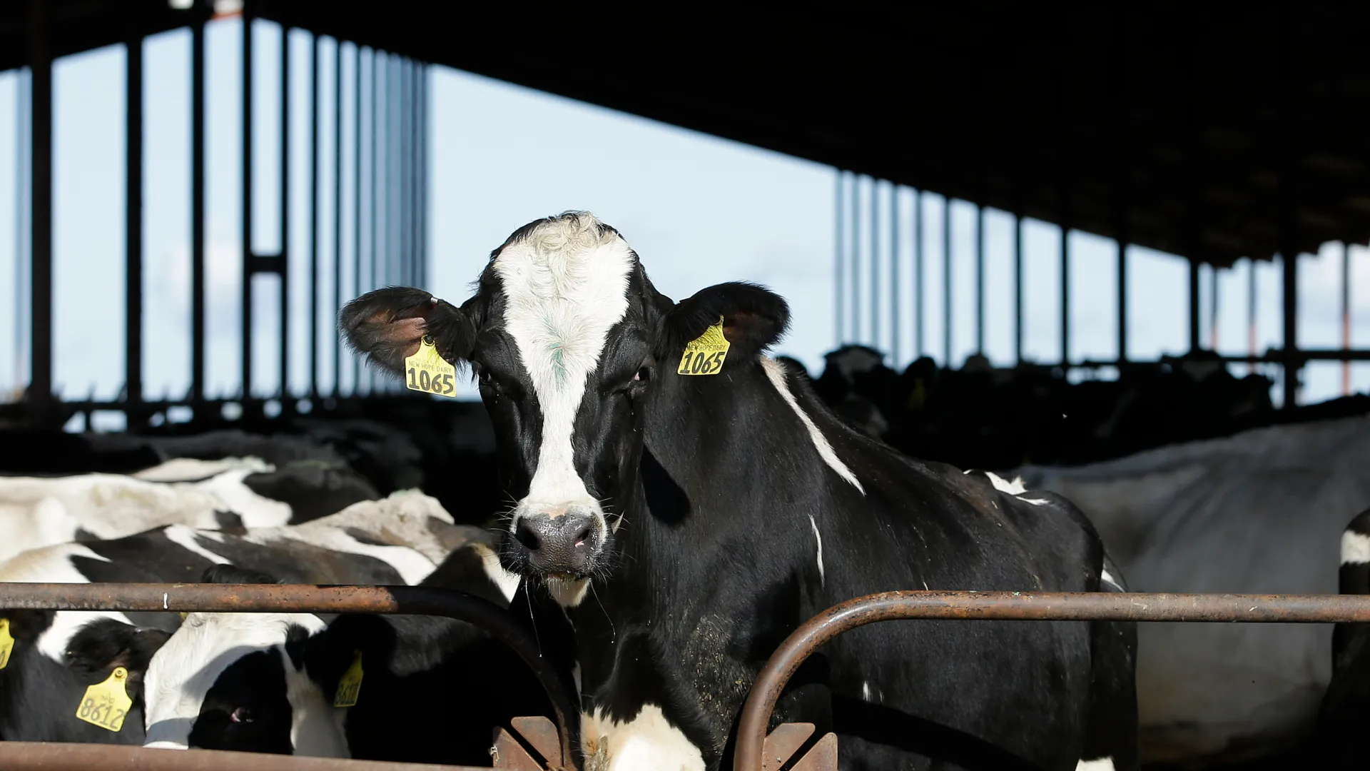 Is Your Milk Safe? Unpacking Bird Flu’s Impact on U.S. Dairy Products