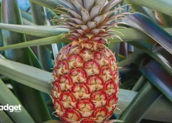 Meet California's $395 Pineapple: Why This Luxury Fruit is Turning Heads