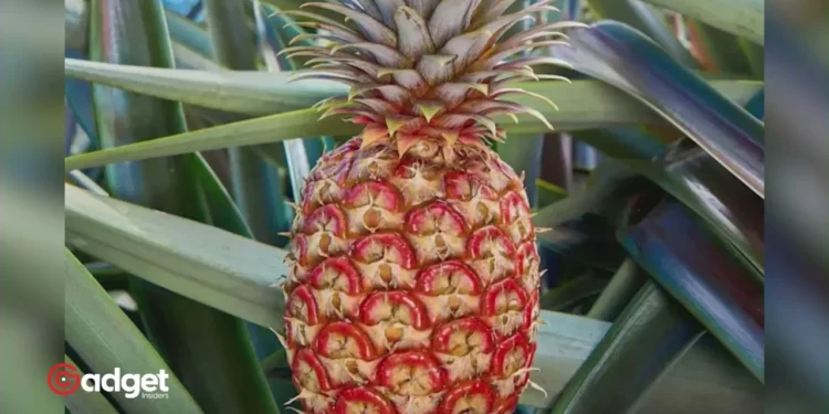 Meet California's $395 Pineapple: Why This Luxury Fruit is Turning Heads