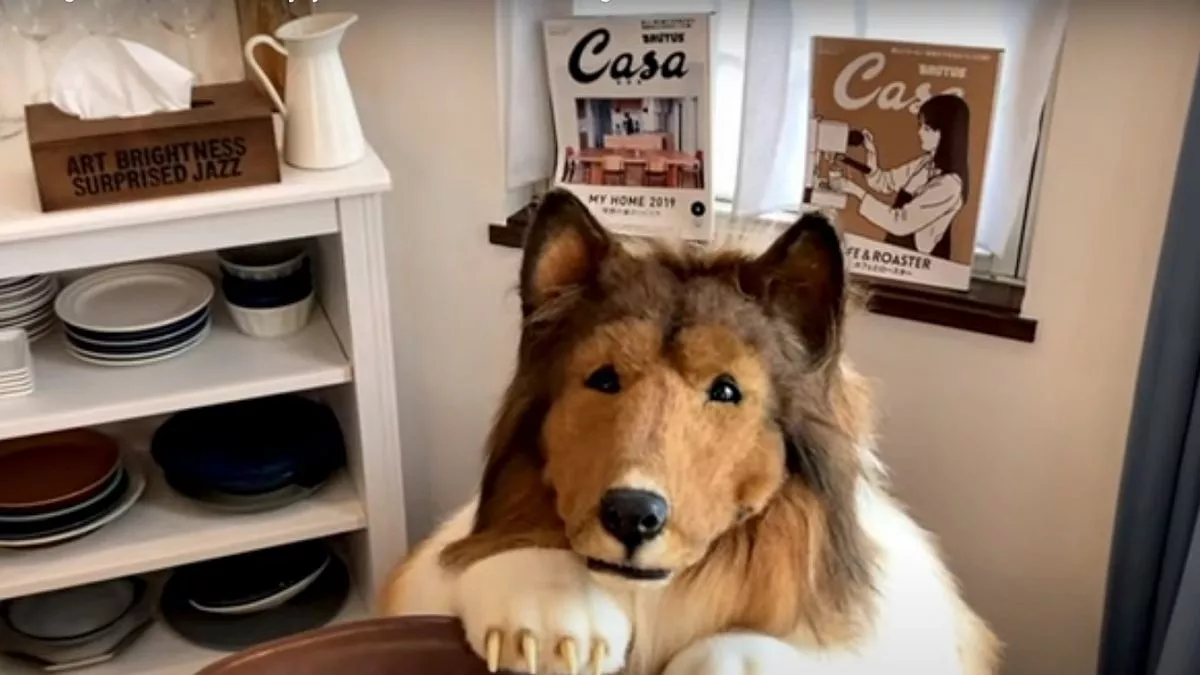 From Cosplay to Canine: The Remarkable Tale of Toco, the Human Collie