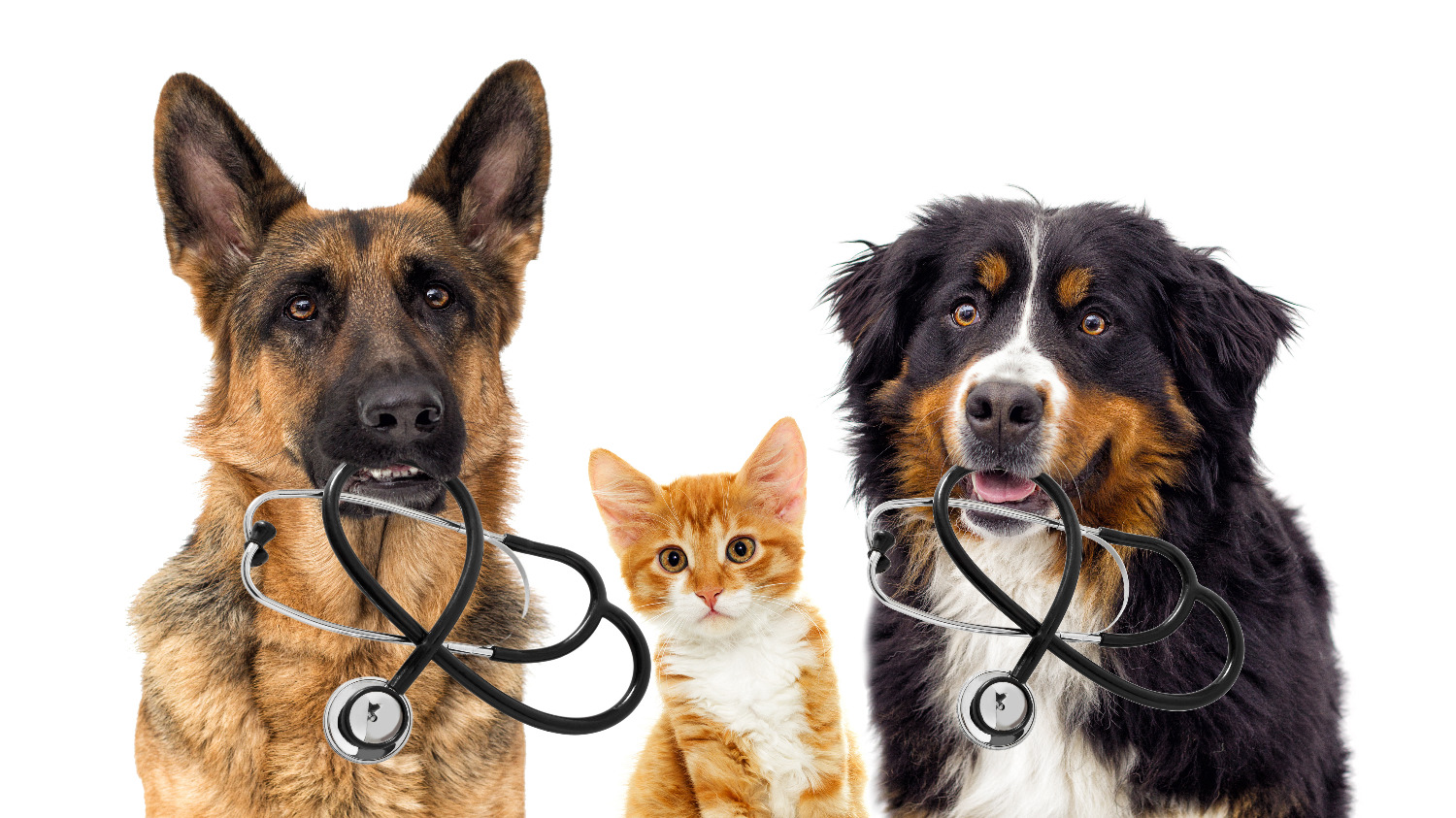 Walmart Launches Game-Changing Free Vet Visits for Pet Owners with Membership