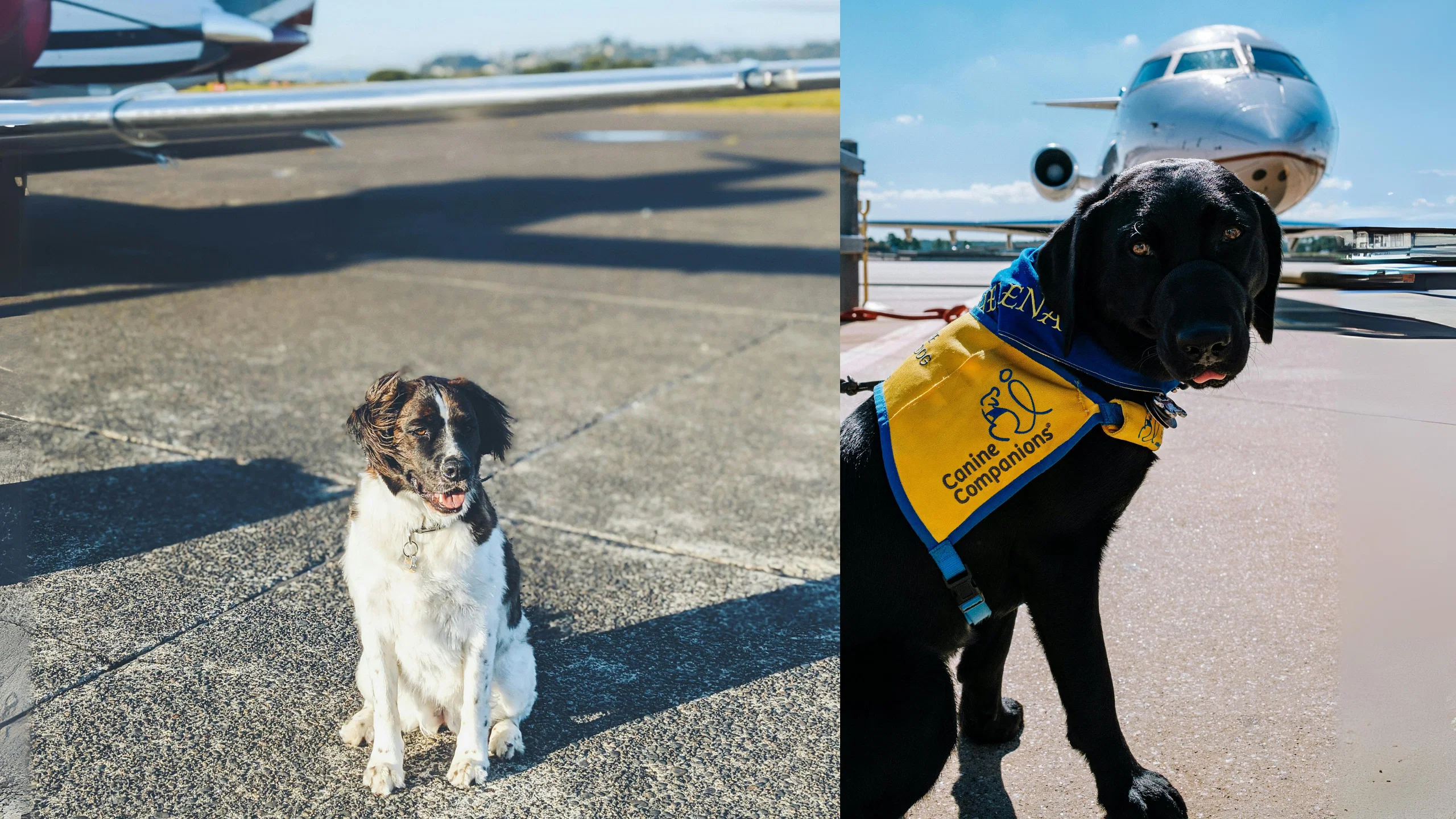New Dog-Friendly Airline BARK Air Takes Off but Lands in Legal Trouble After First Flight
