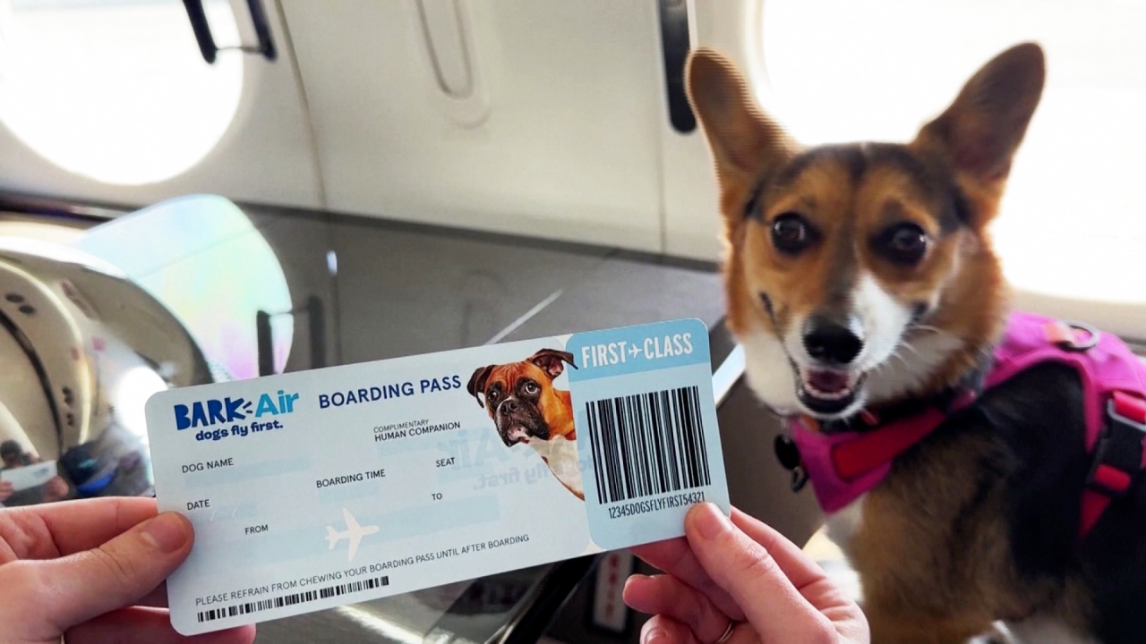 New Dog-Friendly Airline Takes Off but Lands in Legal Trouble After First Flight