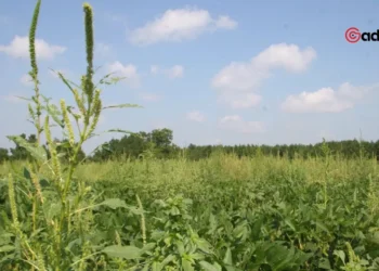 Why Mowing Your Lawn Too Often Might Make Weed Problems Worse New Study Explains